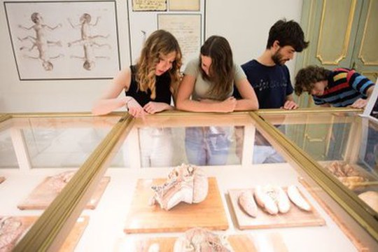 Che ruolo ha la ceroplastica anatomica nell’attuale panorama museale, educativo e scientifico? Che ruolo ha la ceroplastica anatomica nell’attuale panorama museale, educativo e scientifico?