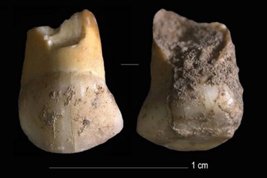 Il dente da latte di 48.000 anni fa appartenuto ad uno degli ultimi neandertaliani del Nord Italia